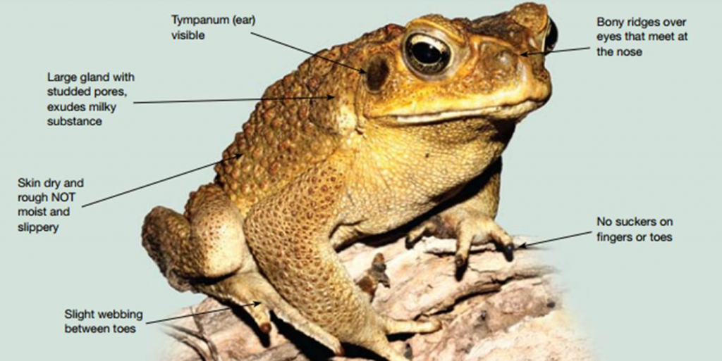 Effectiveness of toxin-baited toad traps in the field. (a) Funnel-trap