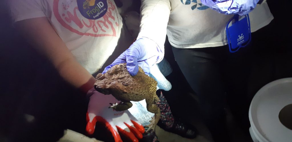 Cane Toad Control Program – Springfield Lakes Nature Care